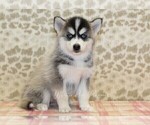 Small Pomsky