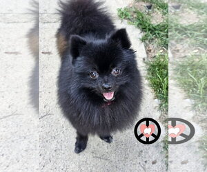 Pomeranian Dogs for adoption in Lebanon, PA, USA