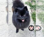 Small Pomeranian