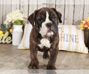 Olde English Bulldogge Puppy for sale in MOUNT VERNON, OH, USA