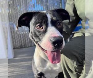 Labrador Retriever-Unknown Mix Dogs for adoption in Alameda, CA, USA