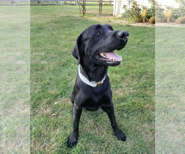 Medium Photo #2 Labrador Retriever Puppy For Sale in Wheaton, IL, USA