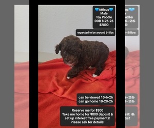Poodle (Toy) Puppy for sale in TUCSON, AZ, USA