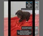 Image preview for Ad Listing. Nickname: Atticus