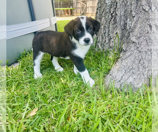 Medium Photo #1 Mutt Puppy For Sale in Oak Bluffs, MA, USA