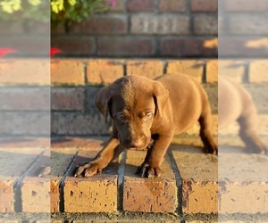 Labrador Retriever Puppy for sale in PETERSBURG, TN, USA