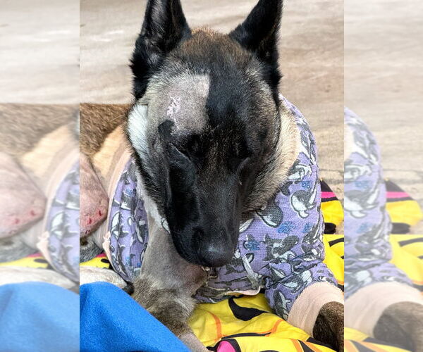 Medium Photo #4 German Shepherd Dog-Unknown Mix Puppy For Sale in Imlay City, MI, USA