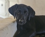 Puppy Green Collar Labrador Retriever