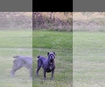 Small Photo #1 Cane Corso Puppy For Sale in DETROIT, MI, USA