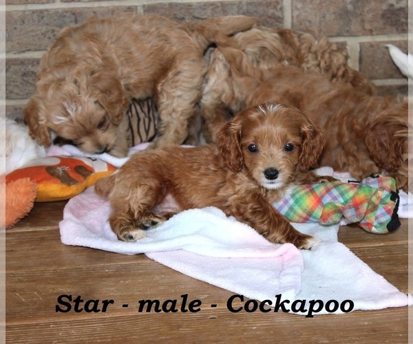 Medium Photo #3 Cock-A-Poo Puppy For Sale in CLARKRANGE, TN, USA