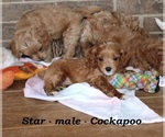 Small #2 Cock-A-Poo