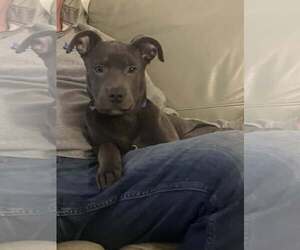 American Pit Bull Terrier-Unknown Mix Dogs for adoption in Catasauqua, PA, USA