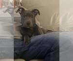 Small American Pit Bull Terrier Mix