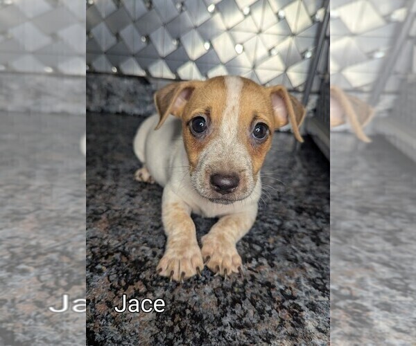 Medium Photo #2 Jack Russell Terrier Puppy For Sale in GOSHEN, IN, USA