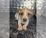 Small #1 Jack Russell Terrier