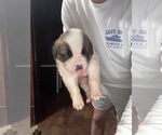 Puppy Solstice Saint Bernard