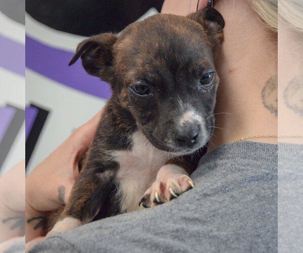 Medium Photo #5 Jack Russell Terrier-Unknown Mix Puppy For Sale in Huntley, IL, USA
