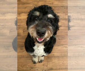 Bernedoodle Dogs for adoption in Columbus, IN, USA