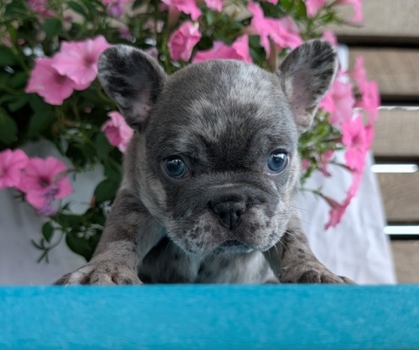 Medium Photo #4 French Bulldog Puppy For Sale in GOSHEN, IN, USA
