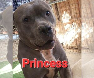 American Pit Bull Terrier Dogs for adoption in Mexia , TX, USA