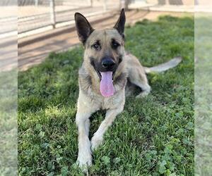German Shepherd Dog Dogs for adoption in Modesto, CA, USA