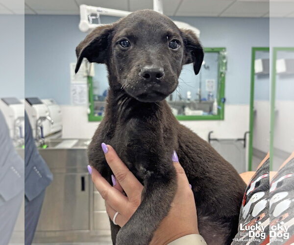 Medium Photo #3 Labrador Retriever-Unknown Mix Puppy For Sale in Washington, DC, USA