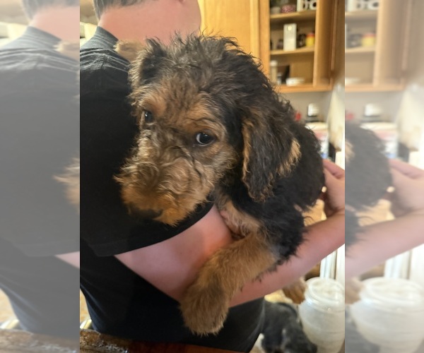 Medium Photo #18 Airedale Terrier Puppy For Sale in FLAGSTAFF, AZ, USA