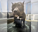 Small Photo #1 American Bully Puppy For Sale in QUARTZ HILL, CA, USA