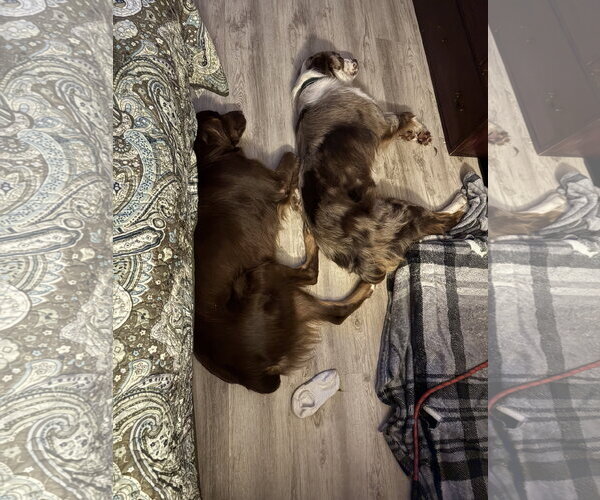 Medium Photo #2 Australian Shepherd Puppy For Sale in Dallas, TX, USA