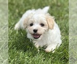 Small #12 Maltese