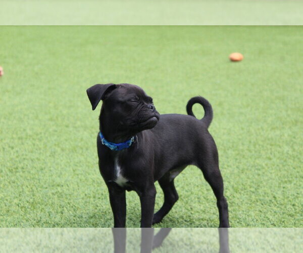 Medium Photo #4 Chug Puppy For Sale in Chestertown, MD, USA