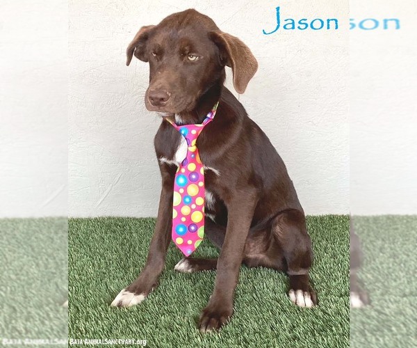 Medium Photo #8 Chocolate Labrador retriever-Unknown Mix Puppy For Sale in San Diego, CA, USA
