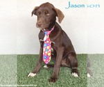 Small Photo #8 Chocolate Labrador retriever-Unknown Mix Puppy For Sale in San Diego, CA, USA