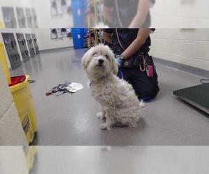 Poodle (Miniature) Dogs for adoption in Denver, CO, USA