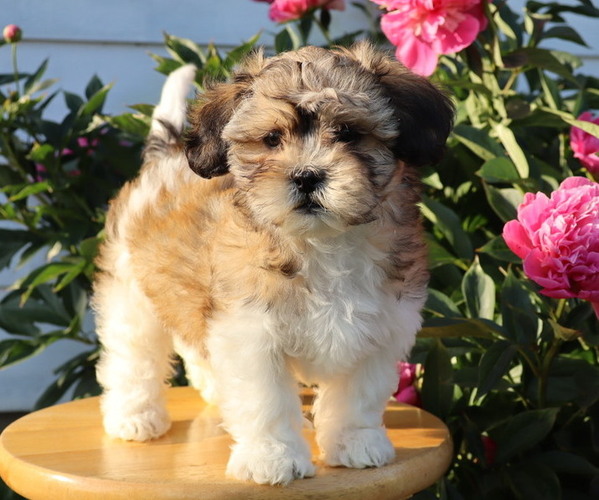 Medium Photo #2 Zuchon Puppy For Sale in THORP, WI, USA