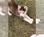 Small Photo #11 Siberian Husky Puppy For Sale in SILEX, MO, USA