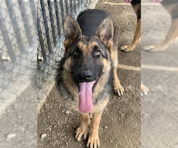 Medium Photo #2 German Shepherd Dog Puppy For Sale in Riverside, CA, USA