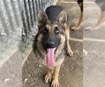 Small #1 German Shepherd Dog