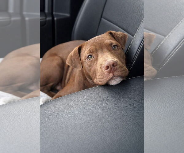 Medium Photo #1 American Pit Bull Terrier-Unknown Mix Puppy For Sale in Germantown, OH, USA