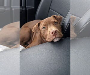 American Pit Bull Terrier-Unknown Mix Dogs for adoption in Germantown, OH, USA