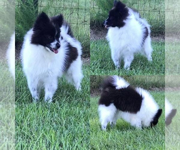 Medium Photo #1 Pomsky Puppy For Sale in STRINGER, MS, USA