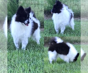 Father of the Pomsky puppies born on 07/15/2026