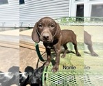 Puppy Nonie German Shorthaired Pointer