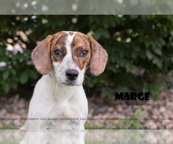 Medium Photo #1 Beagle-Pointer Mix Puppy For Sale in La Porte, IN, USA