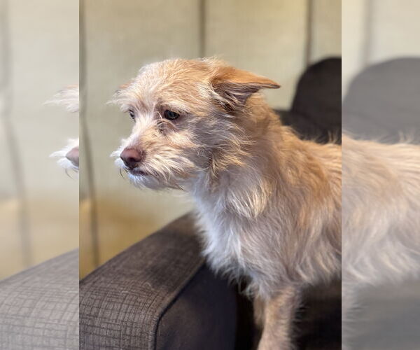 Medium Photo #4 Chiranian Puppy For Sale in Pacolet, SC, USA