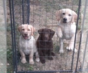 Labrador Retriever Puppy for sale in HARRISONBURG, VA, USA