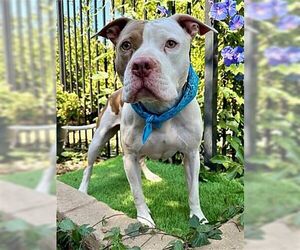 Ziggy - Male American Pit Bull Terrier Dog for Adoption - Photo #4