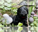 Small Photo #8 Cavapoo Puppy For Sale in LEICESTER, NC, USA