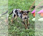 Small #3 Mutt