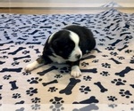 Small Photo #69 Australian Shepherd Puppy For Sale in SALISBURY, NC, USA